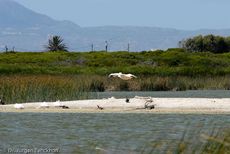 Pelikan (5 von 9).jpg